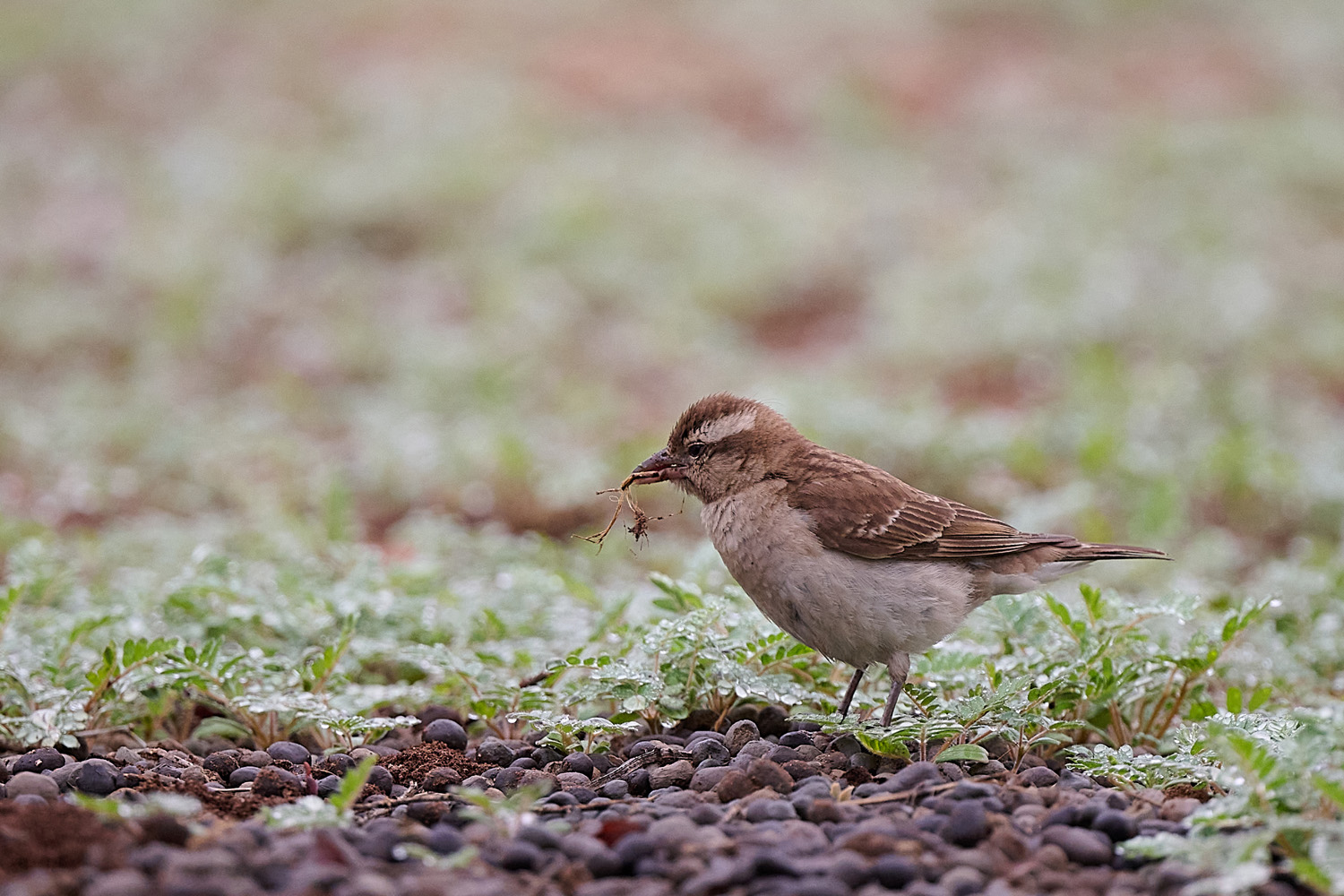 KAPSTEINSPERLING – YELLOW-THROATED PETRONIA