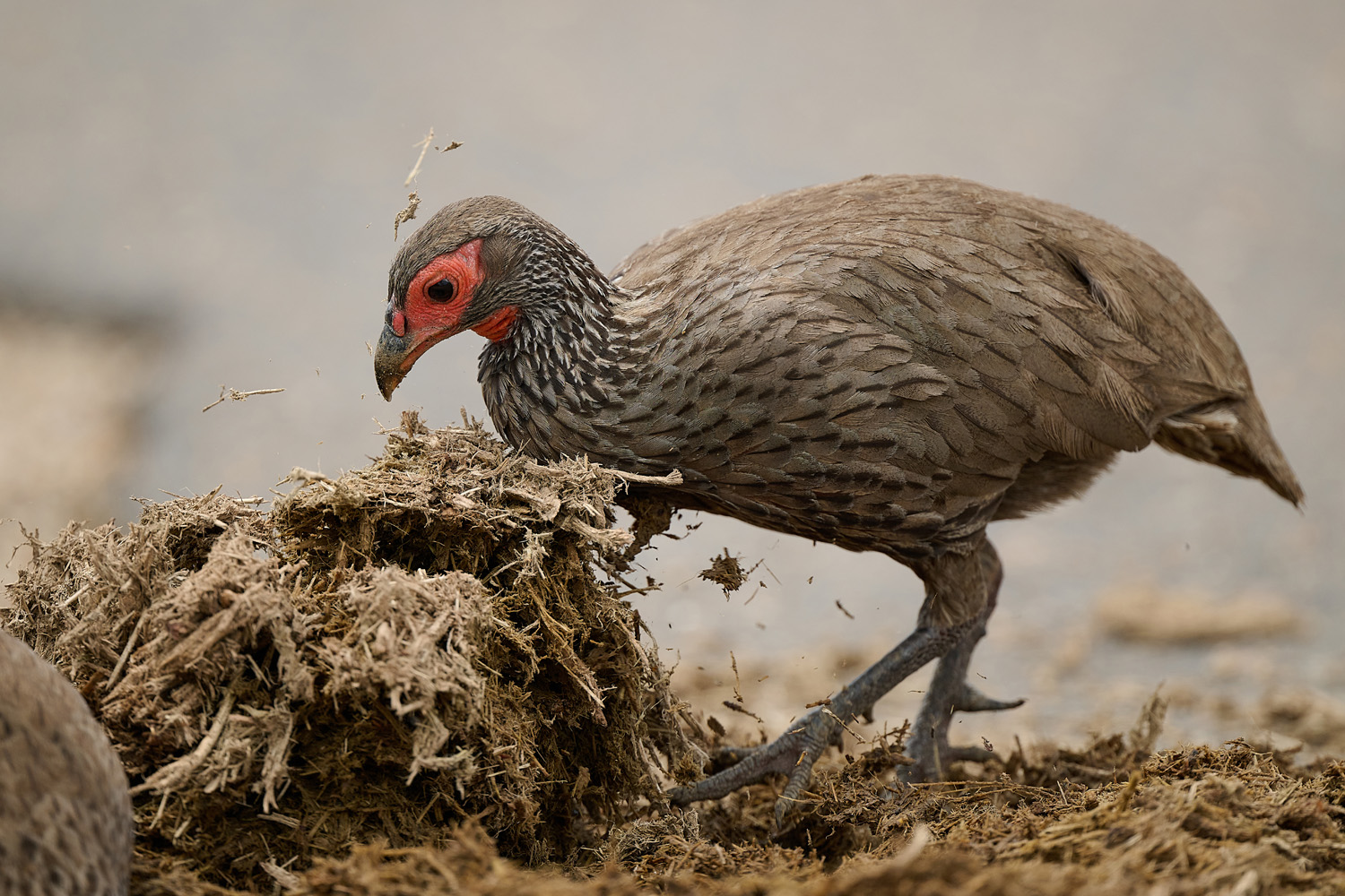 SWAINSONFRANKOLIN - SWAINSON'S SPURFOWL