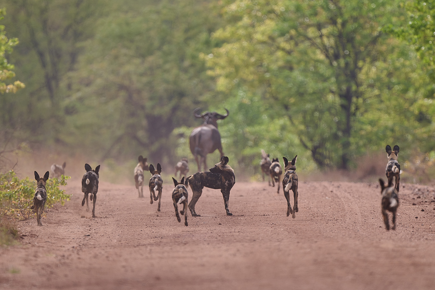 WILDHUND - WILD DOG
