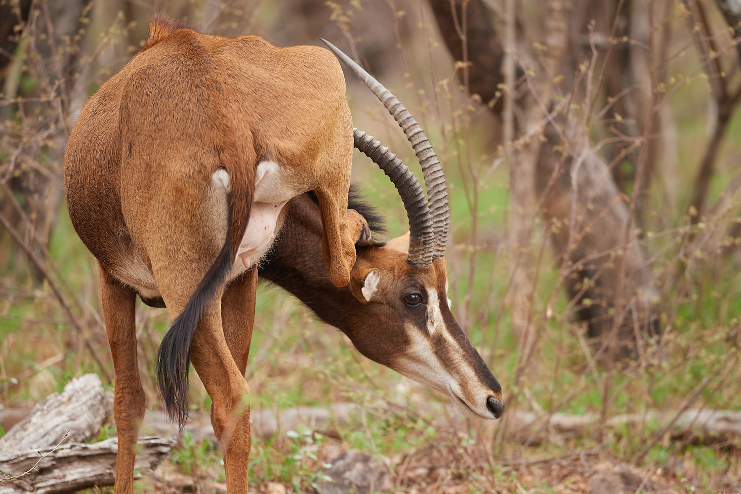 RAPPENANTILOPE – SABLE ANTELOPE