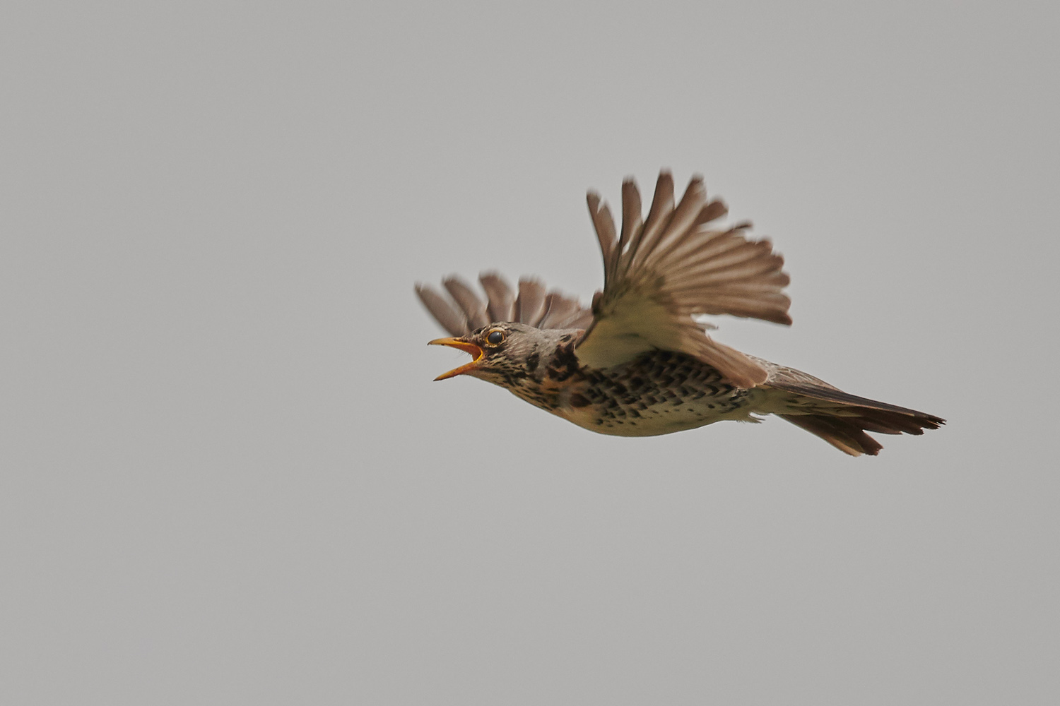 WACHOLDERDROSSEL - FIELDFARE