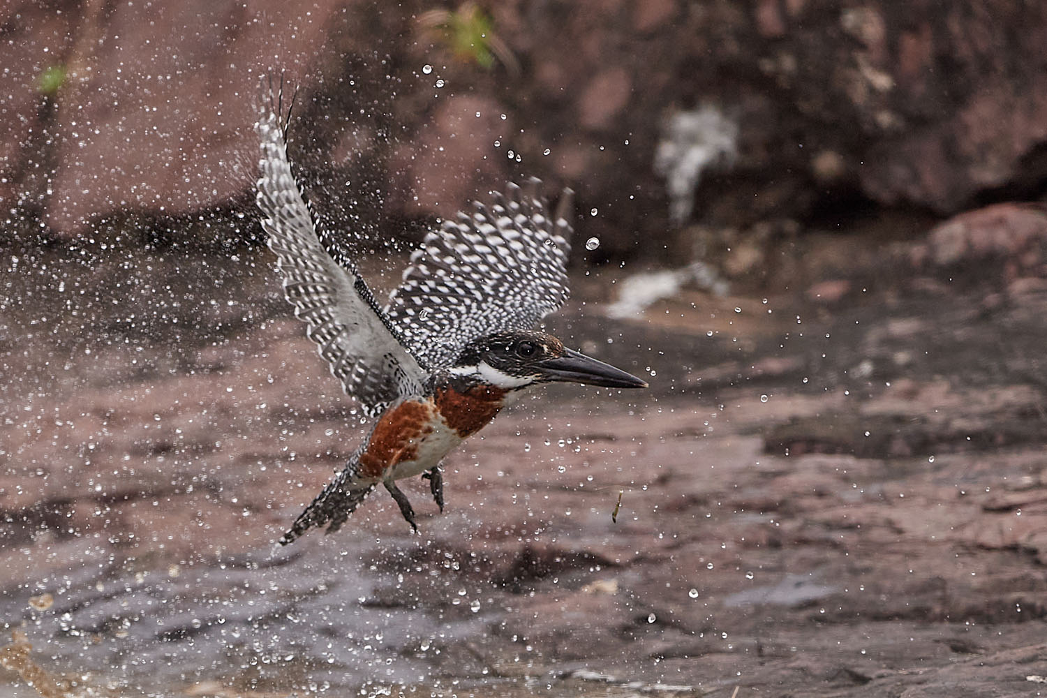 RIESENFISCHER - GIANT KINGFISHER