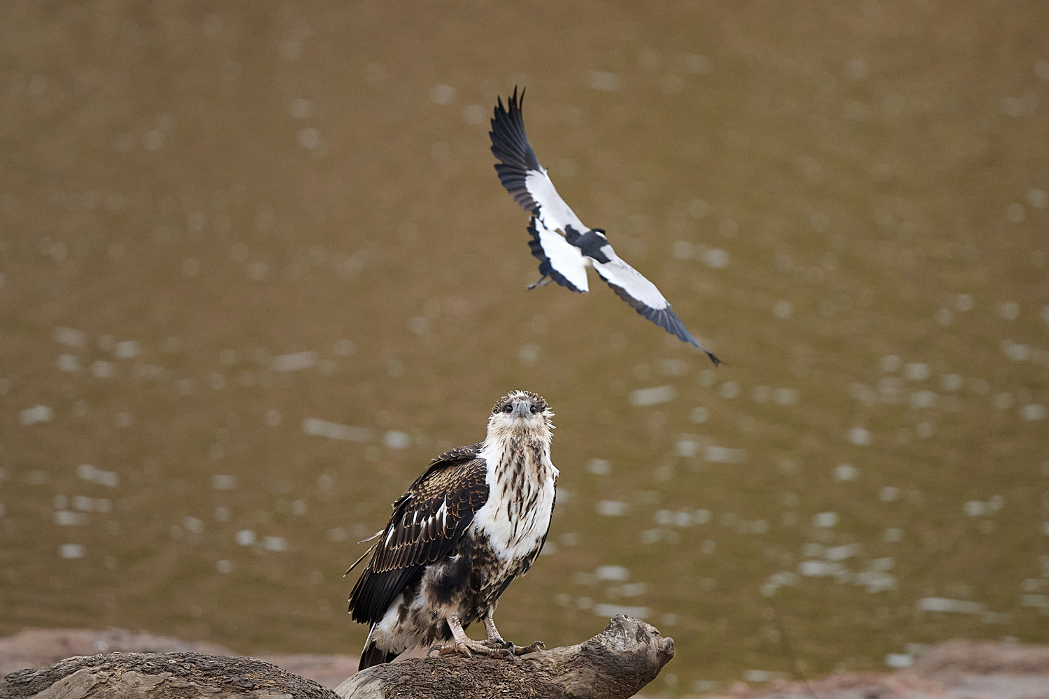 SCHREISEEADLER - AFRICAN FISH EAGLE