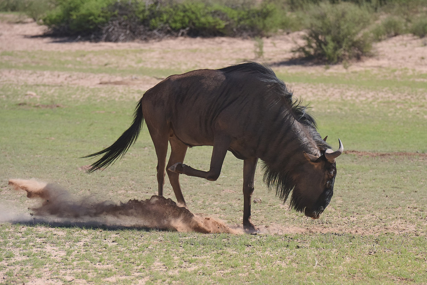GNU – WILDEBEEST