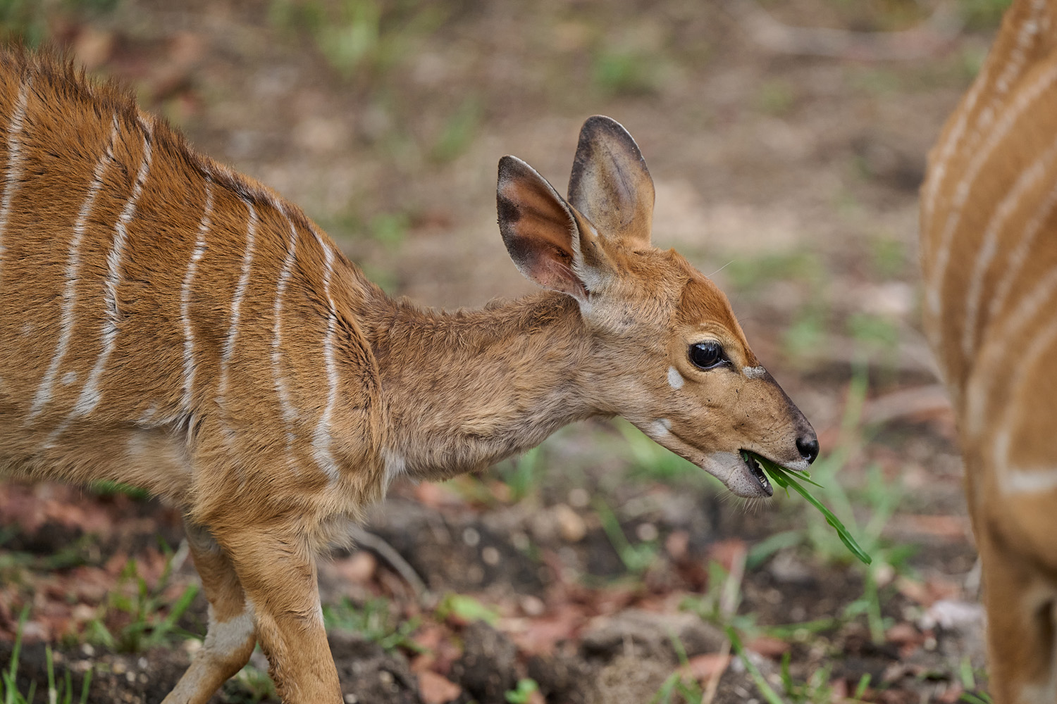 NYALA