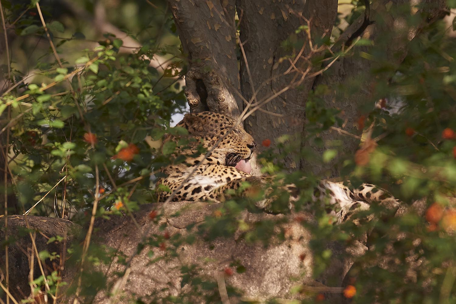 LEOPARD