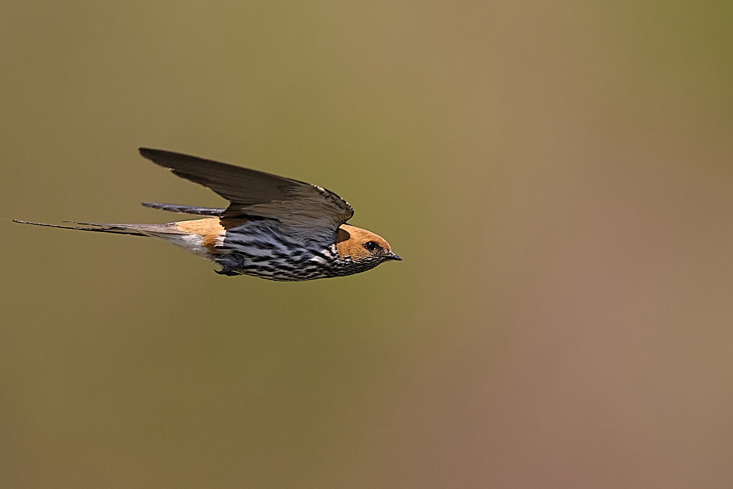 KLEINE STREIFENSCHWALBE - LESSER STRIPED SWALLOW