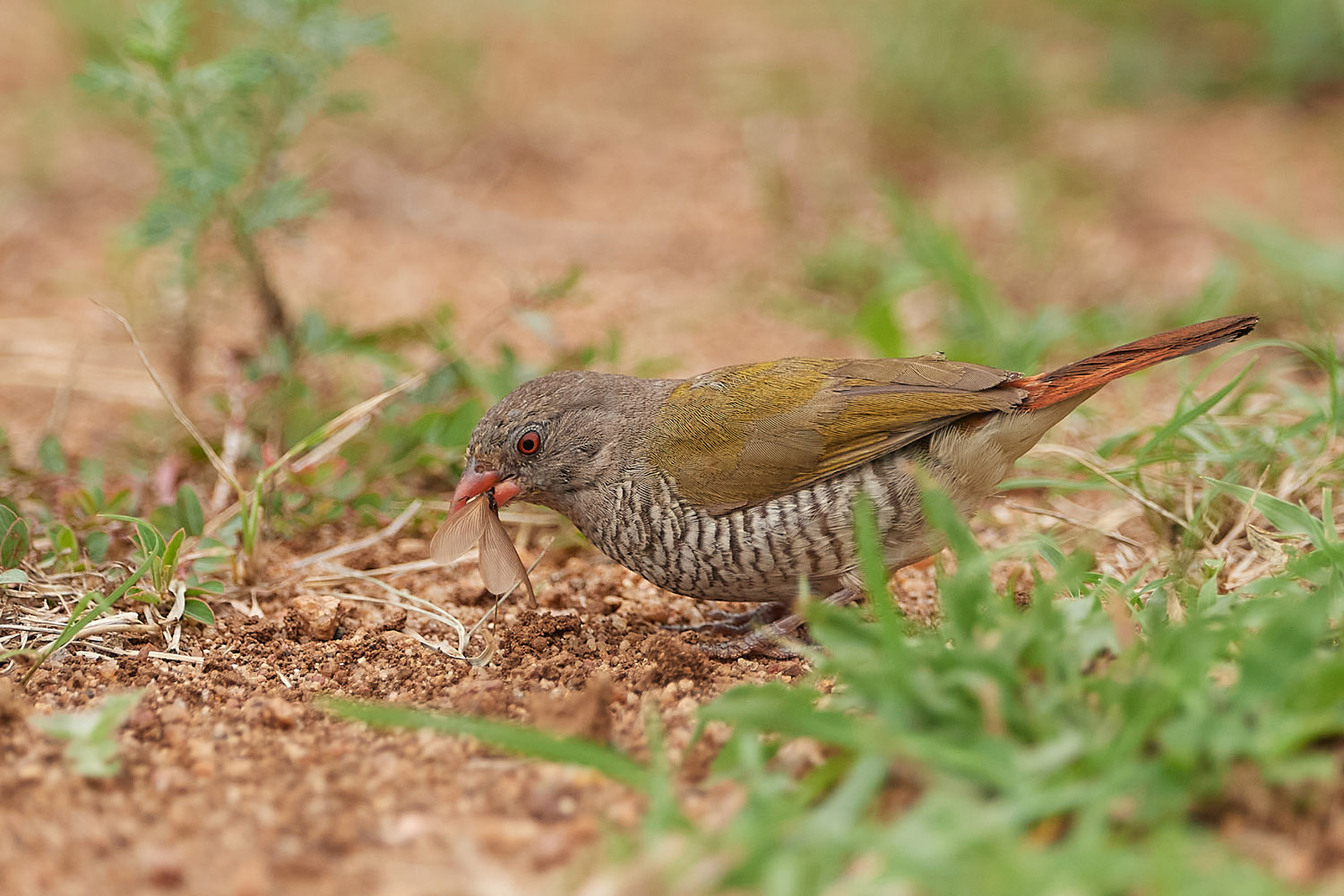 BUNTASTRILD – GREEN-WINGED PYTILIA