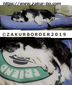 ＺＡＫＵＲＢＯＲＤＥＲ（サクールボーダー）ブログ、ボーダーコリーＭ＆Ｅ２０２１０３０３使用画像の４