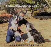 ＺＡＫＵＲＢＯＲＤＥＲ（サクールボーダー）ブログ、ボーダーコリーＭ＆Ｅ２０２１０１０６使用画像５