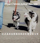 ＺＡＫＵＲＢＯＲＤＥＲ（サクールボーダー）ブログ、ボーダーコリーＭ＆Ｅ２０２１１２２１使用画像