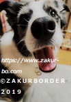 ＺＡＫＵＲＢＯＲＤＥＲ（サクールボーダー）ブログ、ボーダーコリーＭ＆Ｅ２０２３０７０１使用画像