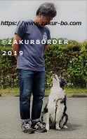 ＺＡＫＵＲＢＯＲＤＥＲ（サクールボーダー）ブログ、ボーダーコリーＭ＆Ｅ２０２１１００７使用画像