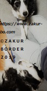 ＺＡＫＵＲＢＯＲＤＥＲ（サクールボーダー）ブログ、ボーダーコリーＭ＆Ｅ２０２３０６１１使用画像