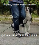 ＺＡＫＵＲＢＯＲＤＥＲ（サクールボーダー）ホームページ使用画像