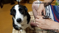 ノコギリクワガタを見て驚くエリーの写真