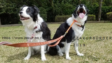 ⒸＺＡＫＵＲＢＯＲＤＥＲ（サクールボーダー）２０１９　ホームページで使用画像の一つ