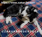 ＺＡＫＵＲＢＯＲＤＥＲ（サクールボーダー）ブログ、ボーダーコリーＭ＆Ｅ２０２２０３１８使用画像
