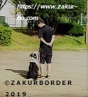 ＺＡＫＵＲＢＯＲＤＥＲ（サクールボーダー）ブログ、ボーダーコリーＭ＆Ｅ２０２１１０１７使用画像