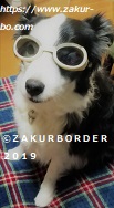 ＺＡＫＵＲＢＯＲＤＥＲ（サクールボーダー）ブログ、ボーダーコリーＭ＆Ｅ２０２２０５２２使用画像