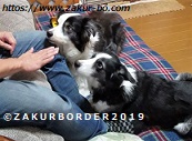 ＺＡＫＵＲＢＯＲＤＥＲ（サクールボーダー）ブログ、ボーダーコリーＭ＆Ｅ２０２３０３２３使用画像
