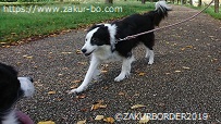 ZAKURBORDERサクールボーダーのメルのダッシュ４