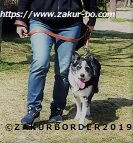 ＺＡＫＵＲＢＯＲＤＥＲ（サクールボーダー）ブログ、ボーダーコリーＭ＆Ｅ２０２３０３０６使用画像