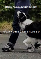 ＺＡＫＵＲＢＯＲＤＥＲ（サクールボーダー）ホームページ使用画像