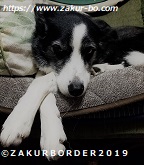 ＺＡＫＵＲＢＯＲＤＥＲ（サクールボーダー）ブログ、ボーダーコリーＭ＆Ｅ２０２２０３２７使用画像