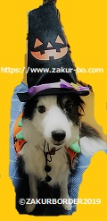 ＺＡＫＵＲＢＯＲＤＥＲ（サクールボーダー）のブログ、ボーダーコリーＭ＆Ｅ２０２０１０３１使用画像