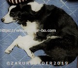 ＺＡＫＵＲＢＯＲＤＥＲ（サクールボーダー）ブログ、ボーダーコリーＭ＆Ｅ２０２０１０２４使用画像２