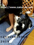 ＺＡＫＵＲＢＯＲＤＥＲ（サクールボーダー）ブログ、ボーダーコリーＭ＆Ｅ２０２１１０１０使用画像