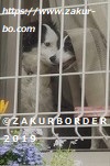 ＺＡＫＵＲＢＯＲＤＥＲ（サクールボーダー）ブログ、ボーダーコリーＭ＆Ｅ２０２２０５１３使用画像