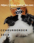 ＺＡＫＵＲＢＯＲＤＥＲ（サクールボーダー）ブログ、ボーダーコリーＭ＆Ｅ２０２３０９２０使用画像