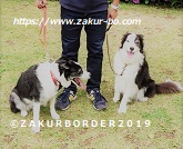 ＺＡＫＵＲＢＯＲＤＥＲ（サクールボーダー）ブログ、ボーダーコリーＭ＆Ｅ２０２１１１１０使用画像