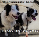 ＺＡＫＵＲＢＯＲＤＥＲ（サクールボーダー）ブログ、ボーダーコリーＭ＆Ｅ２０２３０９０６使用画像