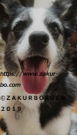 ＺＡＫＵＲＢＯＲＤＥＲ（サクールボーダー）ブログ、ボーダーコリーＭ＆Ｅ２０２２１１２１使用画像