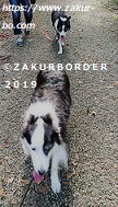 ＺＡＫＵＲＢＯＲＤＥＲ（サクールボーダー）ブログ、ボーダーコリーＭ＆Ｅ２０２１０９２４使用画像