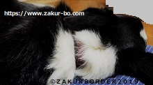 ＺＡＫＵＲＢＯＲＤＥＲ（サクールボーダー）のブログ、ボーダーコリーＭ＆Ｅ２０２０１２２７使用画像２
