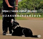 ＺＡＫＵＲＢＯＲＤＥＲ（サクールボーダー）ブログ、ボーダーコリーＭ＆Ｅ２０２１０８３１使用画像