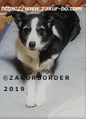 ＺＡＫＵＲＢＯＲＤＥＲ（サクールボーダー）ブログ、ボーダーコリーＭ＆Ｅ２０２３０２１８使用画像