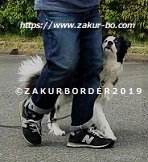 ＺＡＫＵＲＢＯＲＤＥＲ（サクールボーダー）ホームページ使用画像