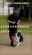 ＺＡＫＵＲＢＯＲＤＥＲ（サクールボーダー）ブログ、ボーダーコリーＭ＆Ｅ２０２２０２０６使用画像