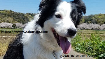 ＺＡＫＵＲＢＯＲＤＥＲ（サクールボーダー）のホームページ画像無断使用禁止