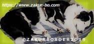 ＺＡＫＵＲＢＯＲＤＥＲ（サクールボーダー）ブログ、ボーダーコリーＭ＆Ｅ２０２１１１０１使用画像