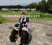 ＺＡＫＵＲＢＯＲＤＥＲ（サクールボーダー）ブログ、ボーダーコリーＭ＆Ｅ２０２３０９０３使用画像