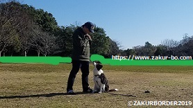 ＺＡＫＵＲＢＯＲＤＥＲ（サクールボーダー）のブログ、ボーダーコリーＭ＆Ｅで使用２０１９１２２４の７