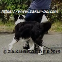 ＺＡＫＵＲＢＯＲＤＥＲ（サクールボーダー）ブログ、ボーダーコリーＭ＆Ｅ２０２３０７１２使用画像