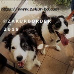ＺＡＫＵＲＢＯＲＤＥＲ（サクールボーダー）ブログ、ボーダーコリーＭ＆Ｅ２０２１１０１９使用画像