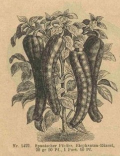 Saatgutbibliothek - Sortenbeschreibung